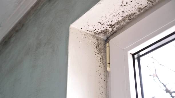 Best Crawl Space Mold Remediation  in Kulpsville, PA