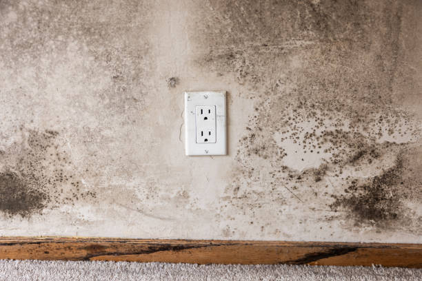 Mold Remediation for Rental Properties in Kulpsville, PA