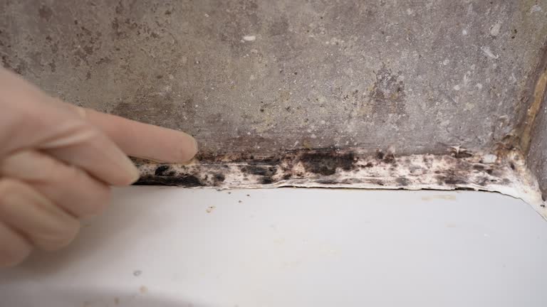  Kulpsville, PA Mold Removal Pros